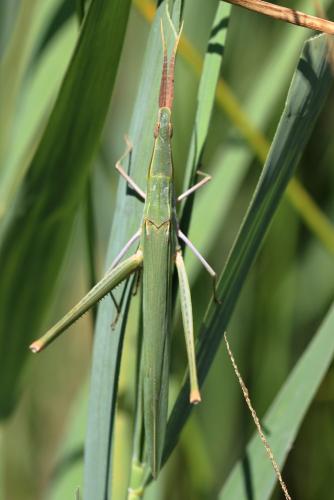 Réf. 266 632 : Acrida ungarica mediterranea